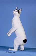 17_ticketyboo kochirakoso